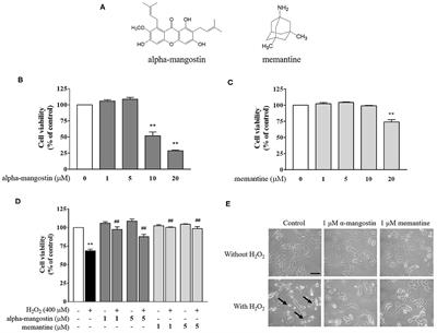Modulatory Effects of Alpha-Mangostin Mediated by SIRT1/3-FOXO3a Pathway in Oxidative Stress-Induced Neuronal Cells